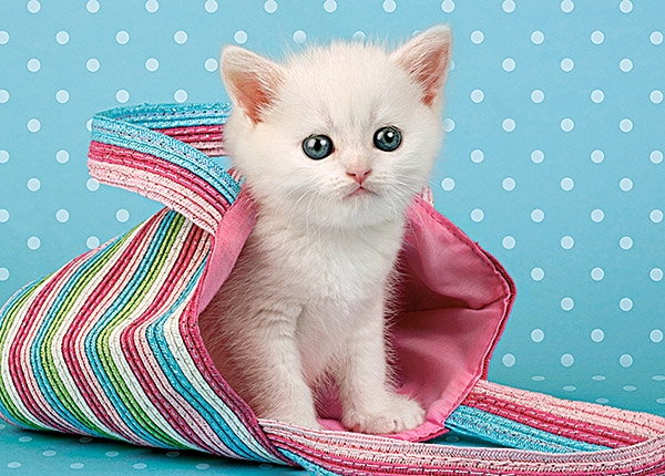Puzzle 108 - White Cat in Bag