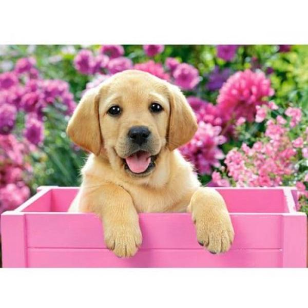 Puzzle 300 Castorland - Labrador Puppy in Pink Box