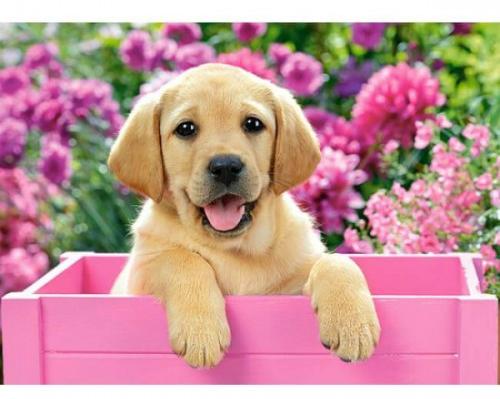 Puzzle 300 Castorland - Labrador Puppy in Pink Box