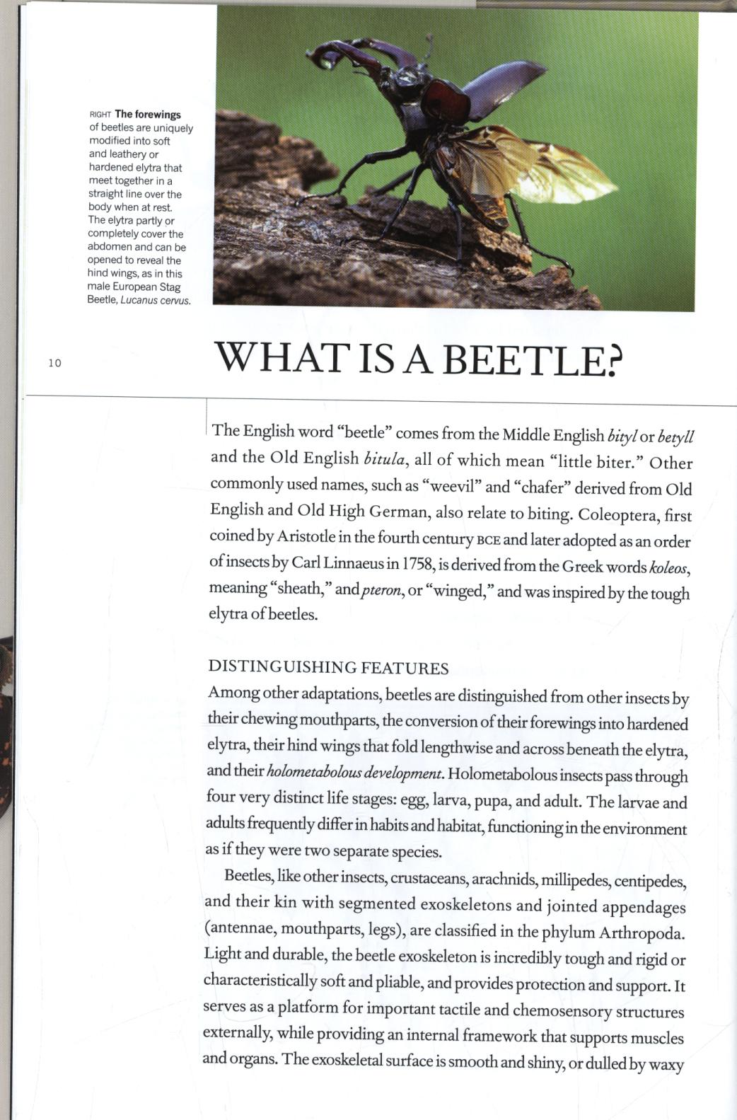 Book of Beetles
