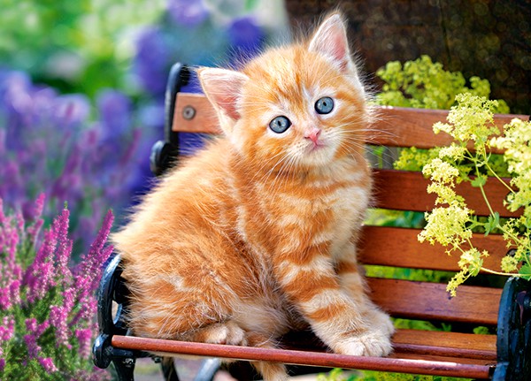 Puzzle 180 Castorland - Ginger Kitten