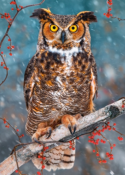 Puzzle 260 Castorland - Great horned owl