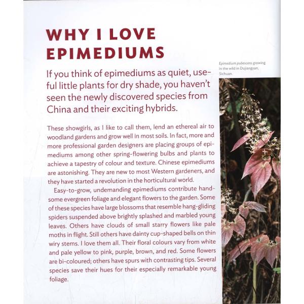 Plant Lover's Guide to Epimediums