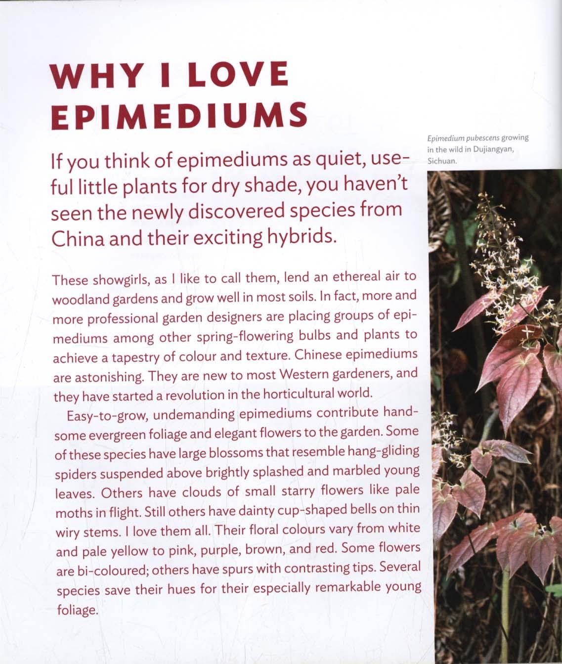 Plant Lover's Guide to Epimediums