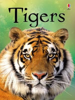 Beginners: Tigers