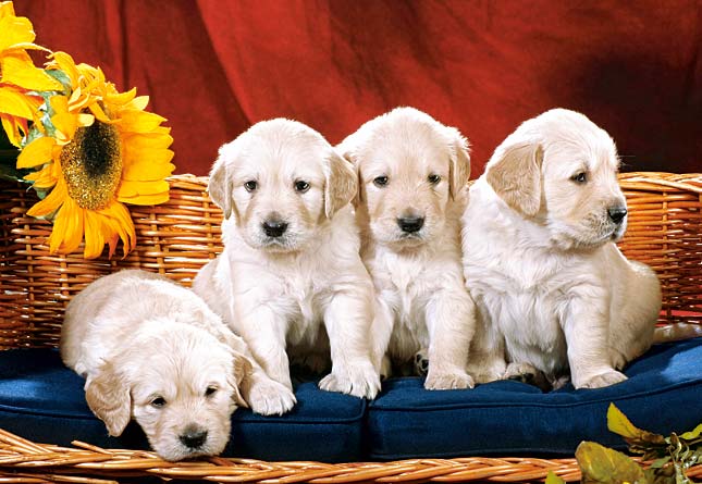 Puzzle 1000 Castorland - Puppies with Sunflower