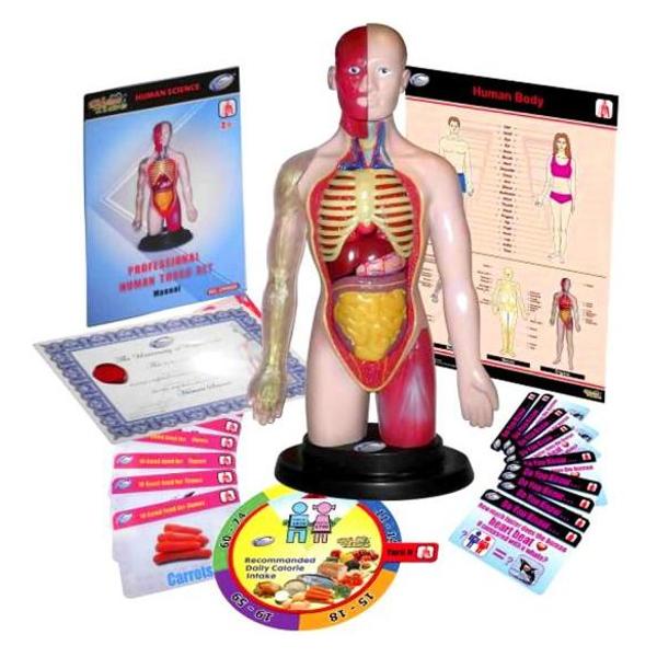 Human torso. Kit educational mulaj, Corpul uman si sistemul digestiv