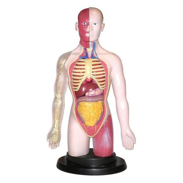 Human torso. Kit educational mulaj, Corpul uman si sistemul digestiv