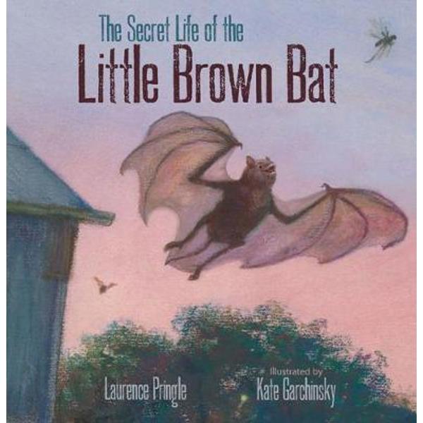 Secret Life of the Little Brown Bat