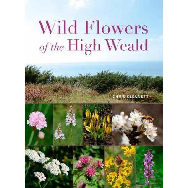 Wild Flowers of the High Weald