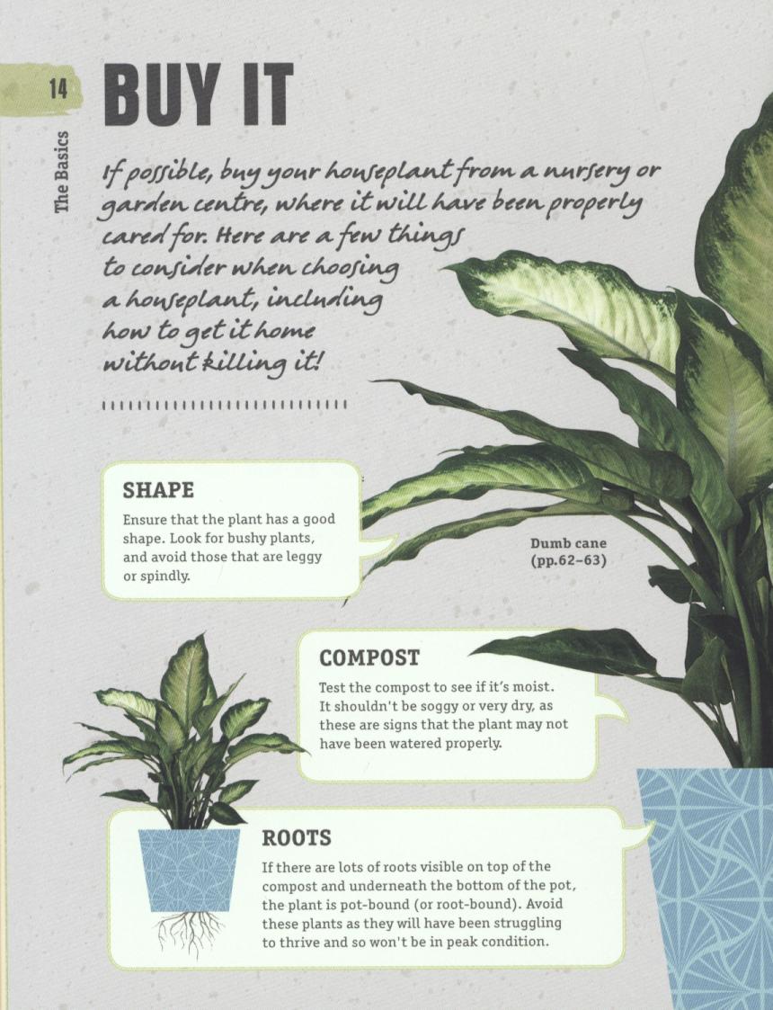 How Not to Kill Your House Plant