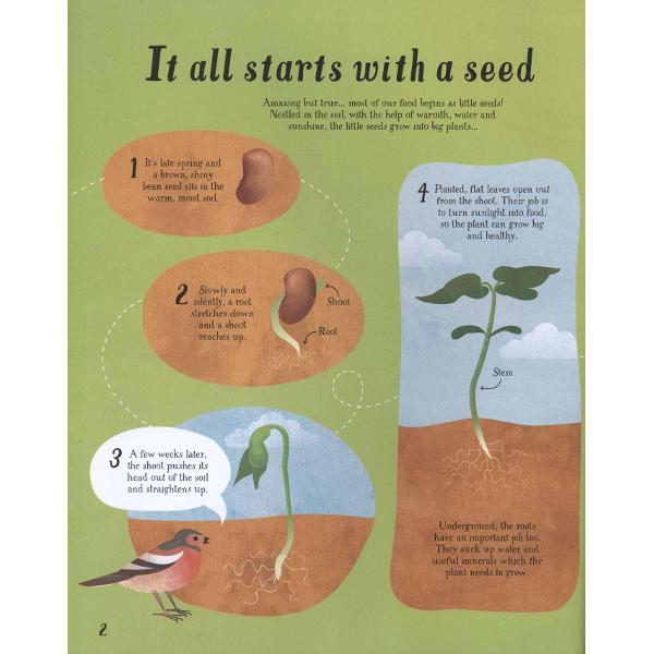 Big Picture Book How Food Grows