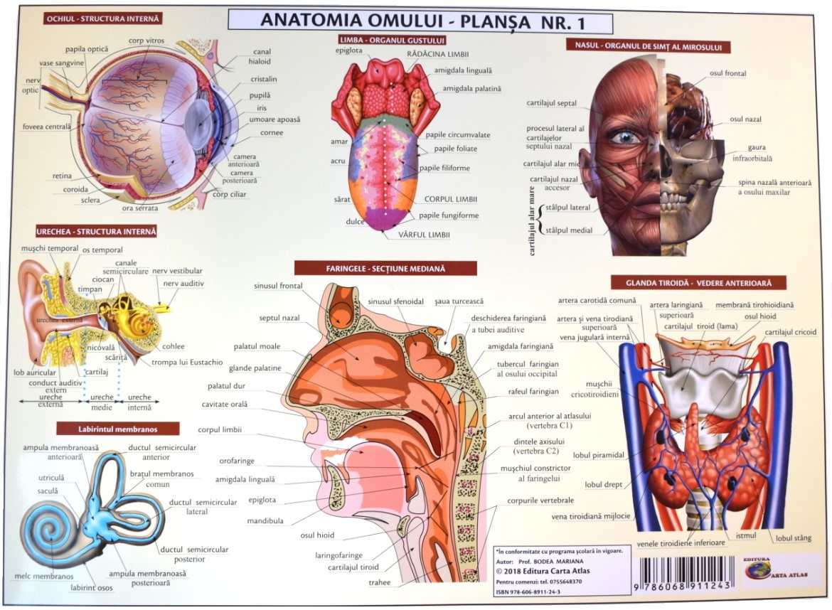 Anatomia omului. Plansa Nr.1