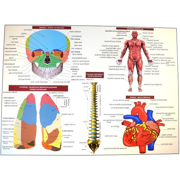 Anatomia omului. Plansa Nr.1