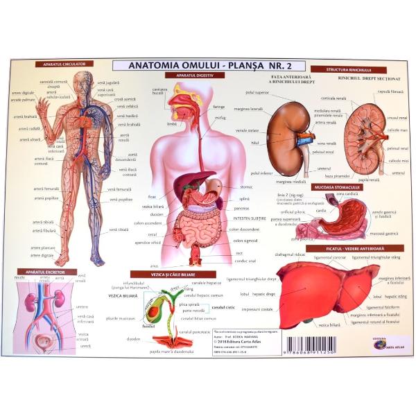 Anatomia omului. Plansa Nr.2