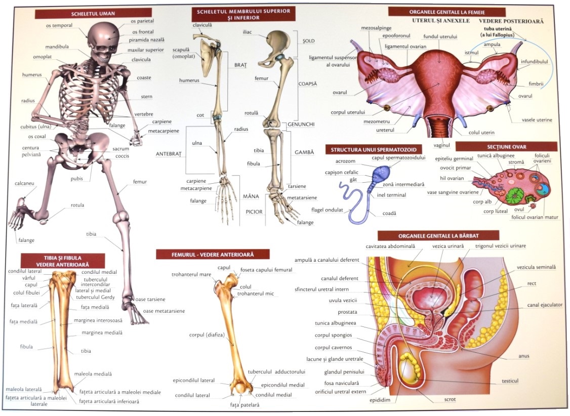 Anatomia omului. Plansa Nr.2