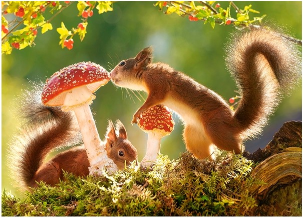 Puzzle 260. Squirrel's Forest Life