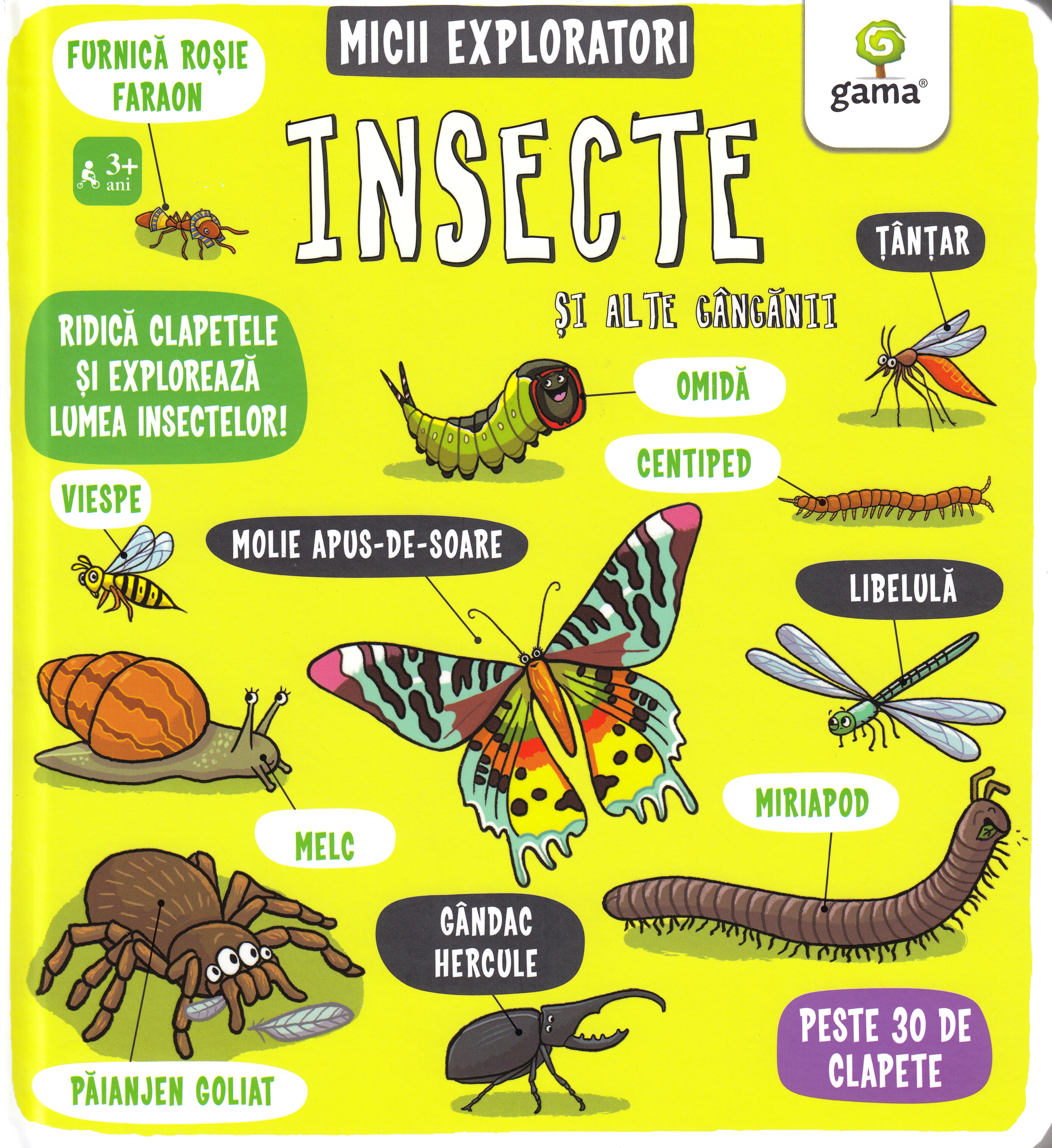 Insecte si alte ganganii - Micii exploratori