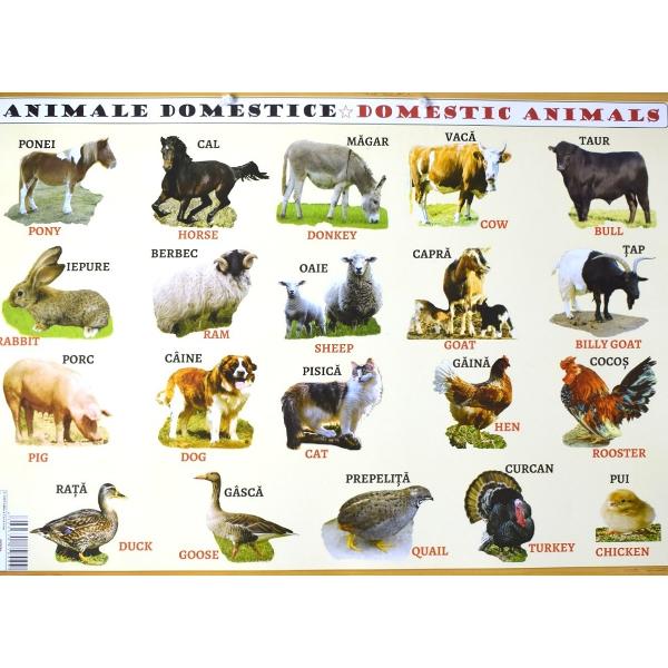 Plansa: Animale domestice - Animale salbatice