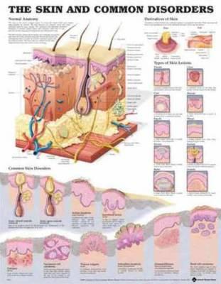 Skin and Common Disorders Anatomical Chart