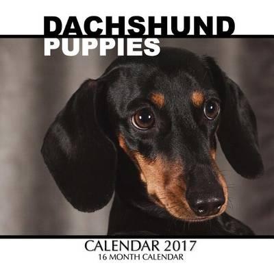 Dachshund Puppies Calendar 2017