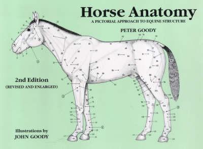Horse Anatomy - Peter Goody