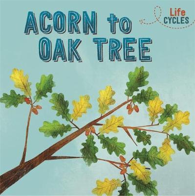 Life Cycles: Acorn to Oak Tree - Rachel Tonkin