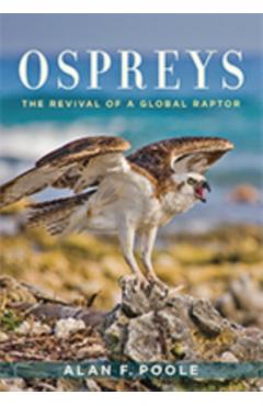 Ospreys - Alan Poole