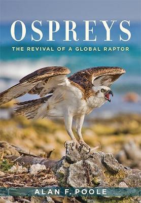 Ospreys - Alan Poole