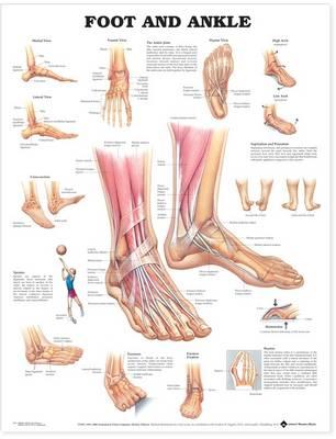 Foot and Ankle Anatomical Chart -  