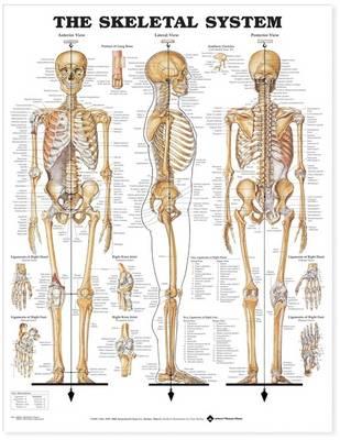 Skeletal System Anatomical Chart -  