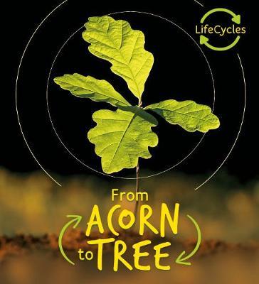 Lifecycles - Acorn to Tree - Camilla De La Bedoyere