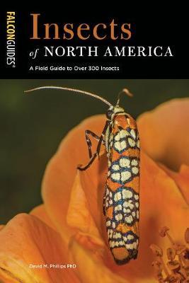 Insects of North America - David Phillips