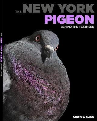 New York Pigeon - Rita McMahon