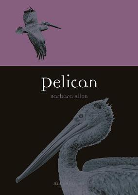 Pelican - Barbara Allen
