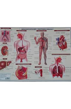 Poza produsului Plansa Biologie scolara - Anatomia omului