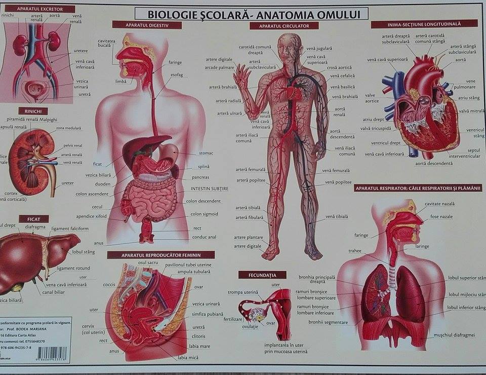 Plansa Biologie scolara - Anatomia omului