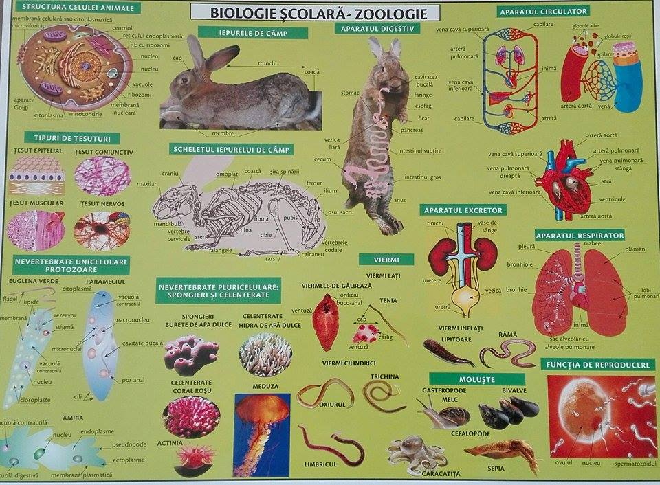 Plansa Biologie scolara. Zoologie