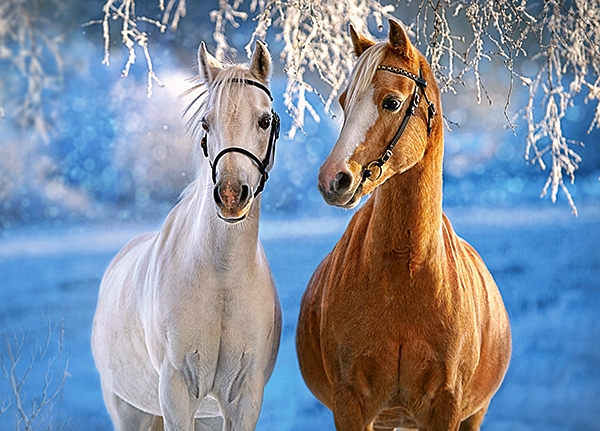 Puzzle 260 Castorland - The Winter Horses