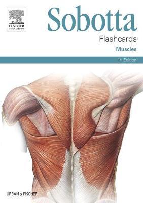 Sobotta Flashcards Muscles -  