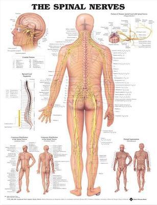 Spinal Nerves Anatomical Chart -  