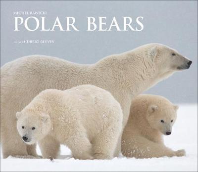 Polar Bears - Michel Rawicki