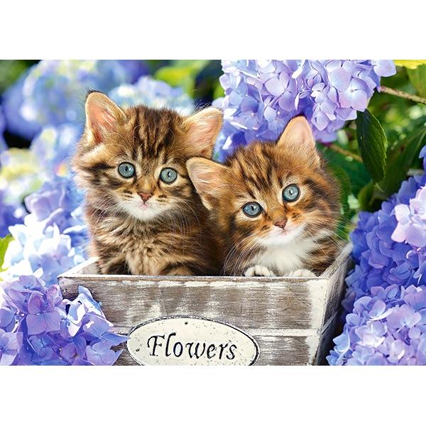 Puzzle 60. Cute Kittens