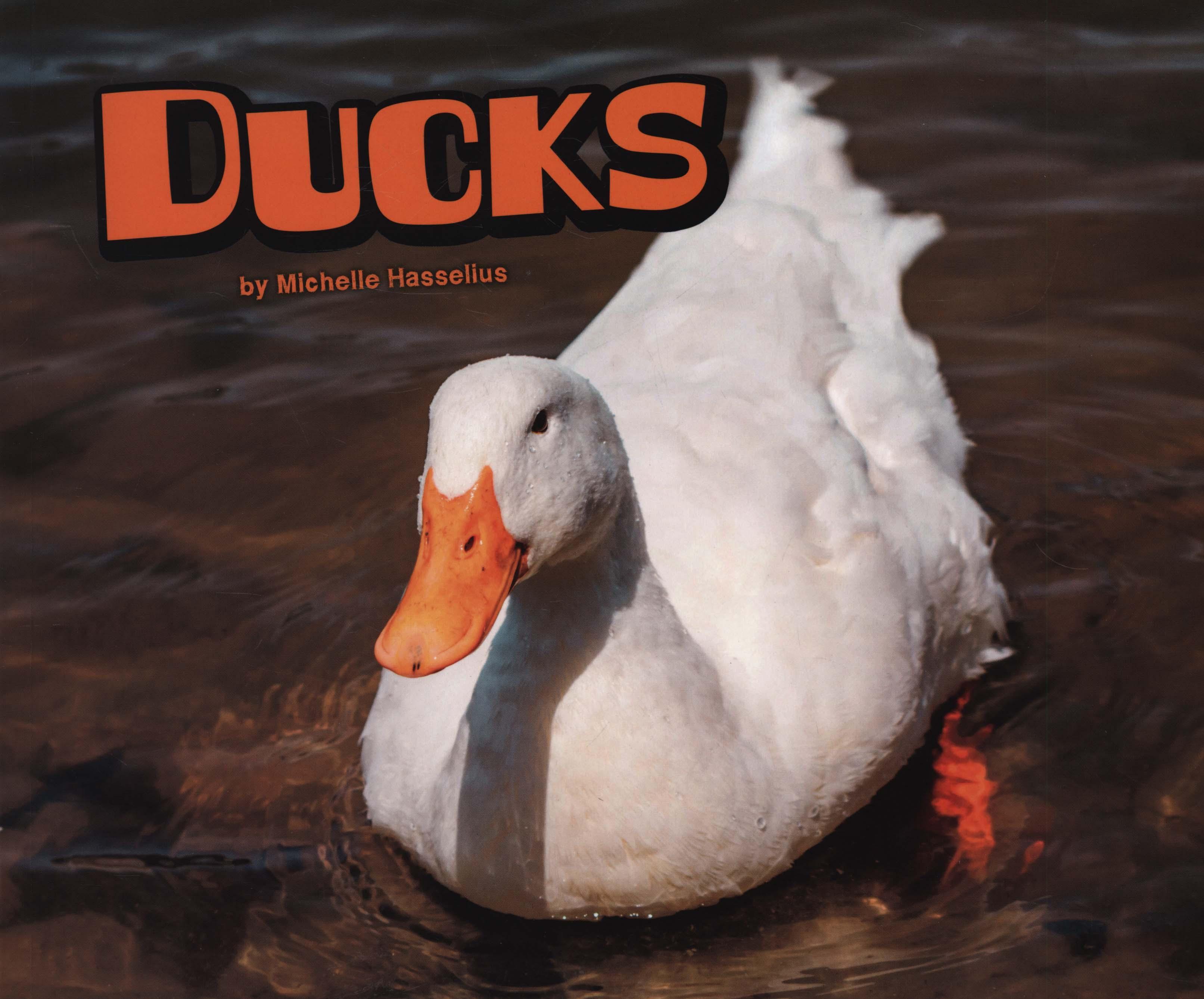 Ducks - Michelle Hasselius