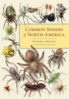 Common Spiders of North America - Richard A. Bradley