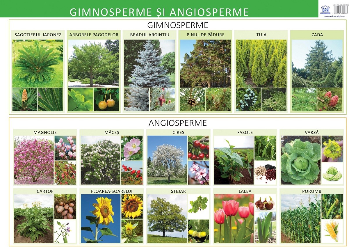 Plansa Gimnosperme si Angiosperme - Florica Alexandrescu