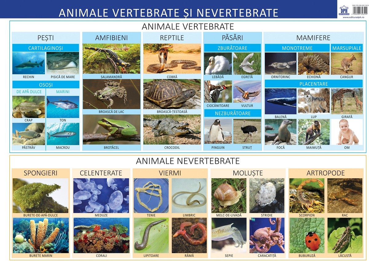 Plansa Animale vertebrate si nevertebrate - Florica Alexandrescu