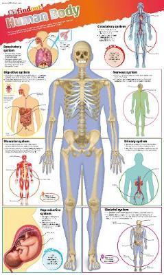 DKfindout! Human Body Poster -  