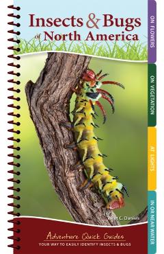 Insects & Bugs of North America: Your Way to Easily Identify Insects & Bugs - Jaret C. Daniels
