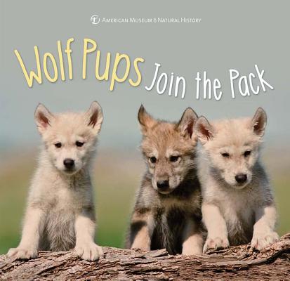 Wolf Pups Join the Pack - American Museum Of Natural History